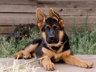 Shep